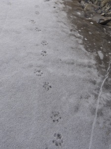 Footprints which got us excited if we can spot the wild cat!!
